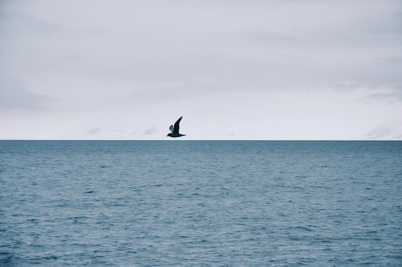 Svalbard. Wycieczka na Arktykę